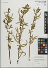 Foto von Salix fragilis L. x Salix triandra L.